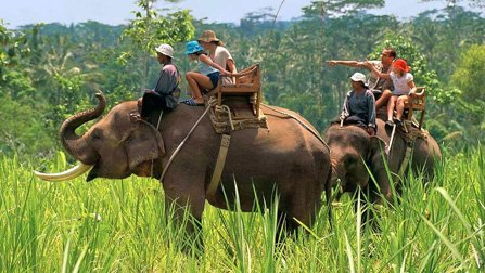Elephant Safari