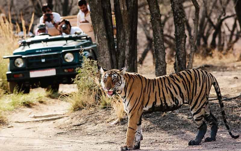 Jeep Safari Tour